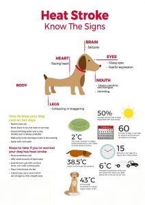 Preventing Heat Stroke | Bedford Vet